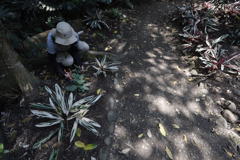 Una mujer hace mantenimiento en el Jardín Botánico de Cali este miércoles, en Cali (Colombia).  