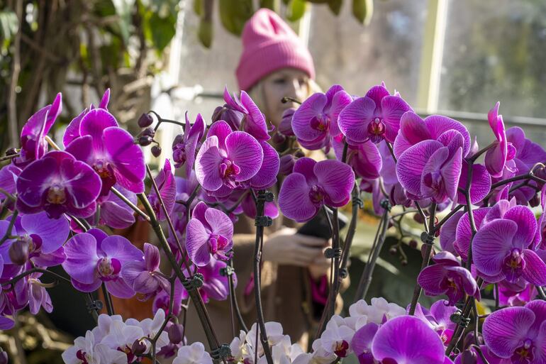 Arreglo de orquídeas en el espectáculo 'The Orchid Show: Florals in Fashion' ('El espectáculo de las orquídeas: Florales en la moda') en el Jardín Botánico del Bronx en Nueva York (EEUU).