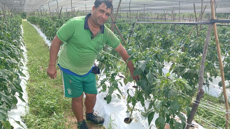 El productor Teodoro Benítez mostrando su plantación de locotes.