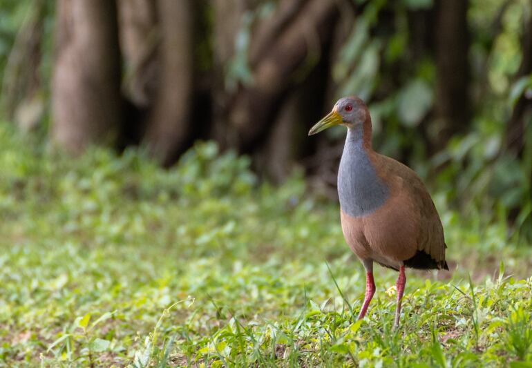 El famoso ypaka'a (Aramides ypecaha), una especie de ave silvestre.