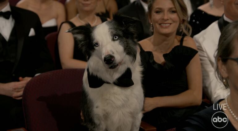 Messi, el perrito que interpreta a Snoop en "Anatomía de una Caída"