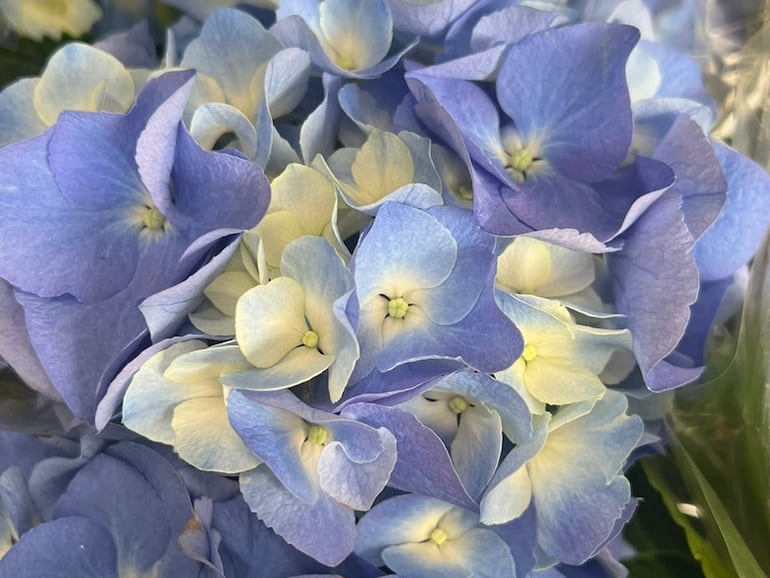 Hortensia de tonos blanco y celeste.