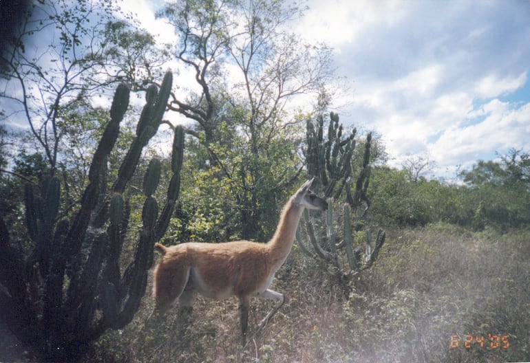 Guanaco en su hábitat en el Parque Médanos del Chaco. ( Foto Laura Villalba)