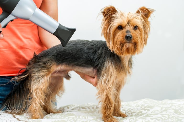 Una persona seca el pelo de su perro con un secador de pelo.