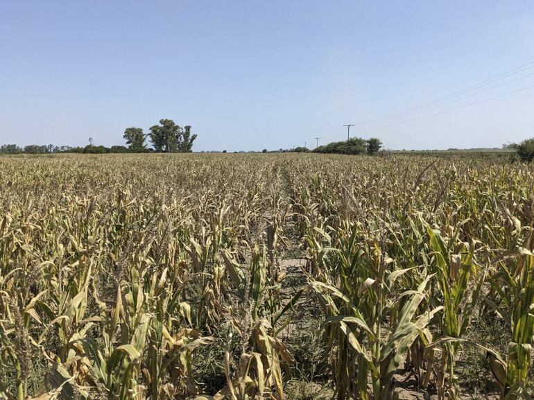 La sequía impactó sobre el agro de Argentina.