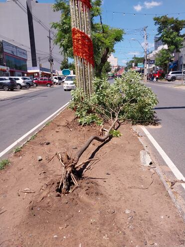 El paseo central de la avenida San Martín, en las proximidades de Molas López, se encuentra abandonado. Al menos dos árboles se cayeron luego de que obreros municipales dejaran las raíces al descubierto.