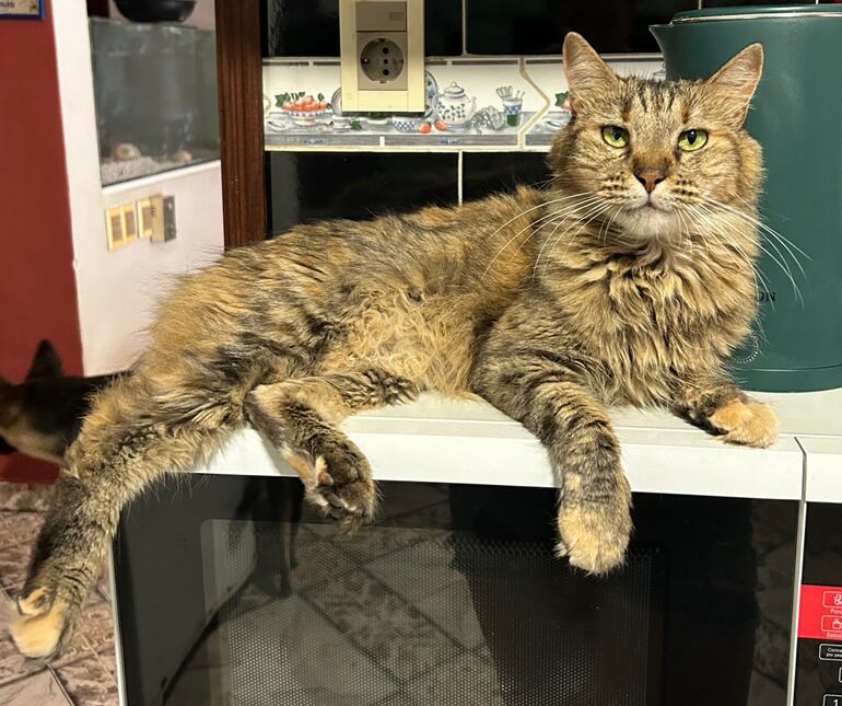 Una gata sobre un horno microondas.