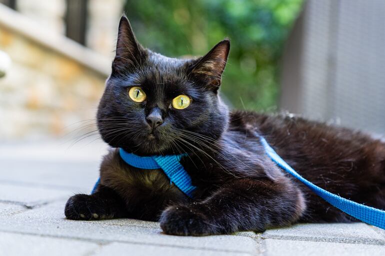 Los gatos negros siempre  tuvieron mala fama por supuestamente ser de mala suerte.