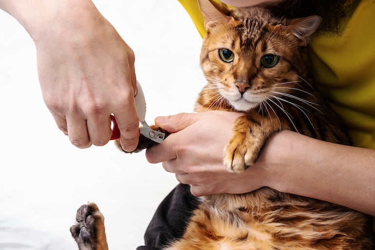 Una persona le corta las uñas a un gato.