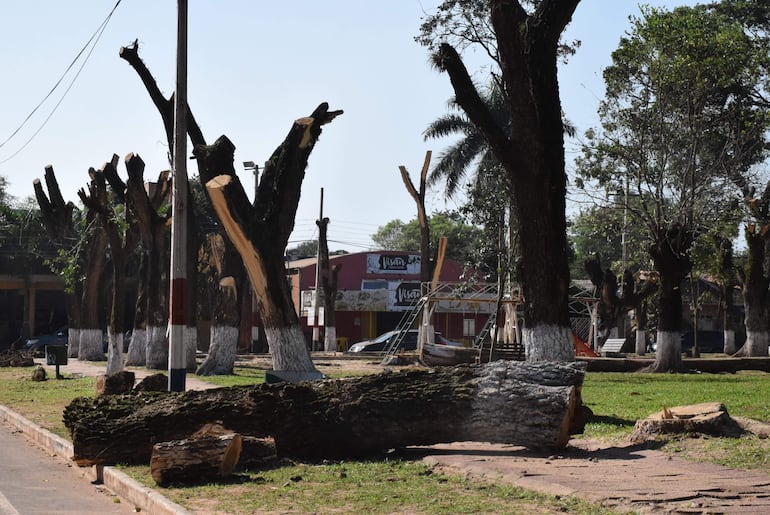 Una planta de manduvira talada y otros árboles nativos mutilados en el espacio público ubicado al costado de la parroquia local.