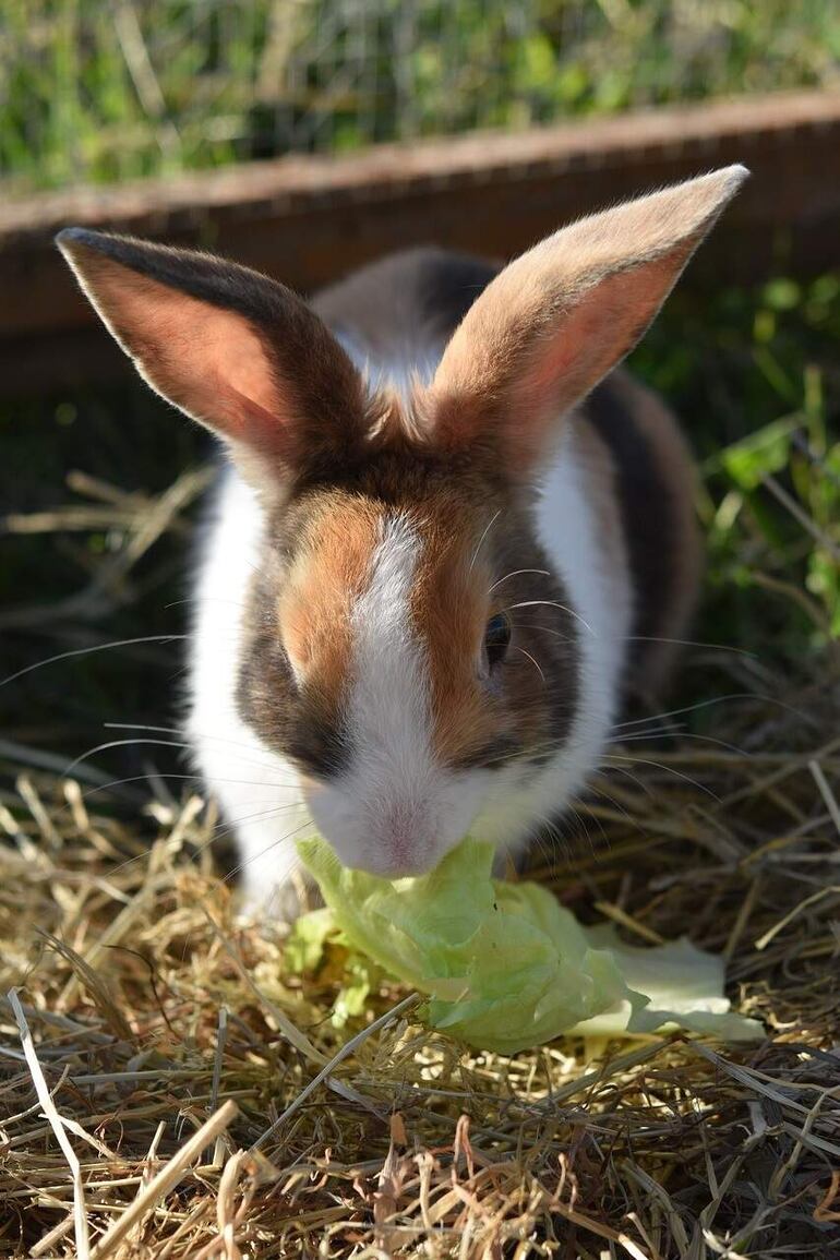 Los conejos pueden comer algunas verduras, como por ejemplo, lechuga, berro, apio, rúcula.