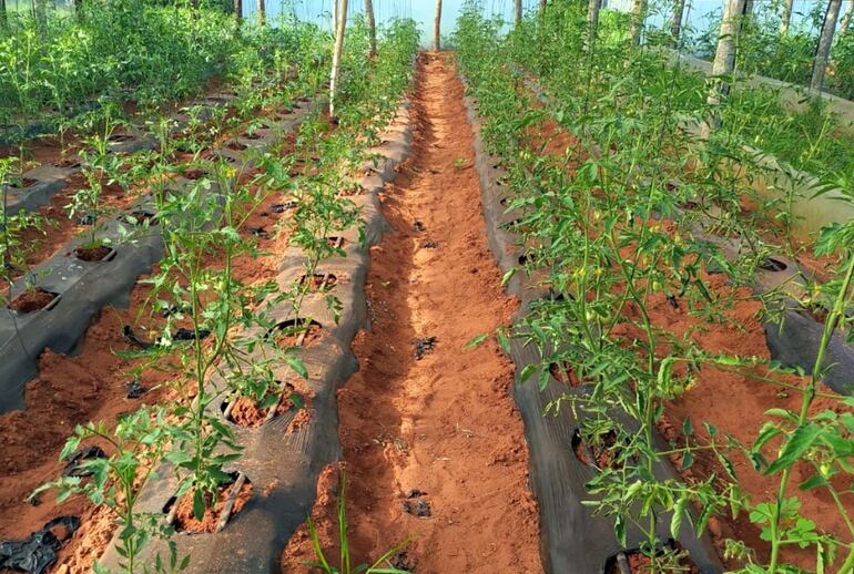 Un tomate sin resistencia a enfermedades y mal nutrido no se desarrolla.