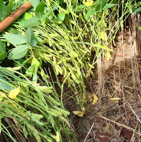 Plantas de soja en estadío de cargado de granos, de la zona de Alto Paraná, de esta semana. (Gentileza de UGP).