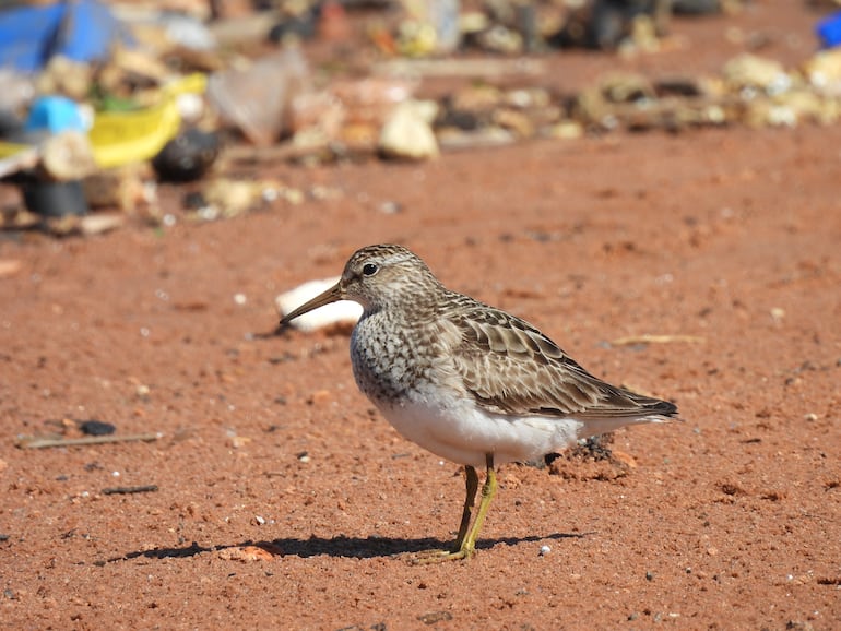 Una de las aves playeras en el territorio nacional.