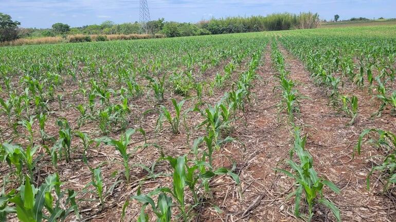 Un cultivo de maíz recibe el beneficio de la lluvia en el departamento de Caazapá.