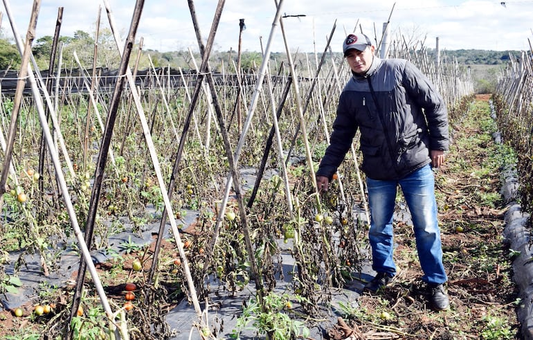 El productor ovetense  Juan Vázquez  muestra una parcela de  tomate que fue afectada por las heladas registradas el fin de semana último.