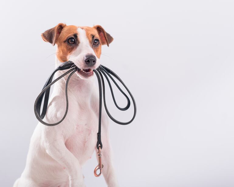 Probar con actividades nuevas que puedan resultarles atractivas, como ir a la playa o a un parque en el que nunca haya estado y pueda interactuar con otros perros y gatos.