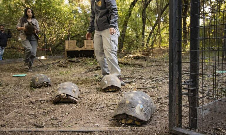 CHACO (ARGENTINA). Un grupo tortugas yabotí, la especie terrestre más grande de la Argentina y que está ecológicamente extinta en el país, fue liberado en el Parque Nacional El Impenetrable después de ser trasladado desde Paraguay.  EFE/ Fundación Rewilding Argentina 