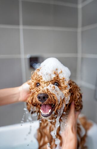 El champú específico previene la aparición de parásitos en el perro.