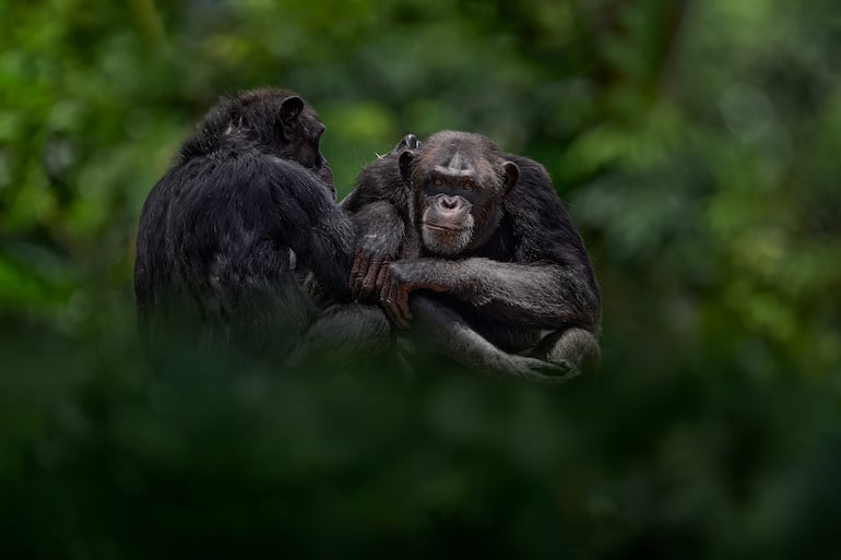 Dos ejemplares de chimpancés (Pan Troglodytes).