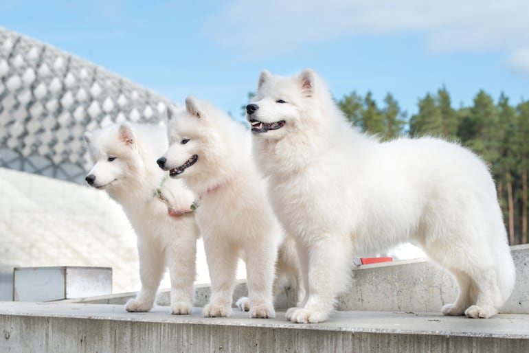 Perro samoyedo.