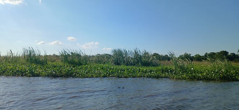 humedales en el lago