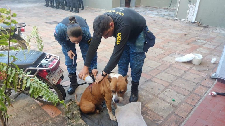 Agentes de la comisaría 2ª de Sajonia asisten al perro herido con arma blanca, en la mañana del viernes último. La Fiscalía imputó por la agresión a un abogado que reside en el mencionado barrio.