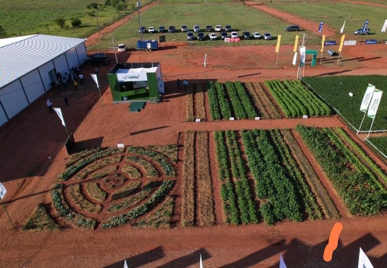 Parcela modelo de la Cooperativa Agronorte en la Feria de San Pedro.