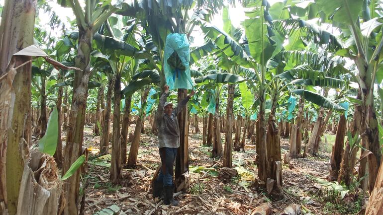 El productor Leonardo Vera muestra su fruta de banana que está a punto de perderse.