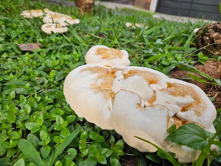 Los hongos silvestres aparecen los jardines y veredas después de las lluvias.