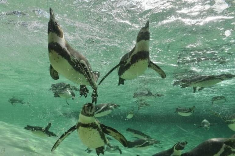 Un grupo de 14 pingüinos magallánicos regresó al mar, en las playas de San Clemente, ​en la provincia de Buenos Aires, luego de ser rehabilitados por la Fundación Mundo Marino por presentar cuadros de desnutrición, deshidratación, hipotermia y alta carga parasitaria, al momento de su rescate, según informó este viernes la organización.