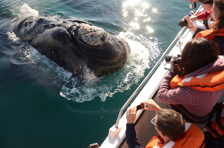 En las tardes despejadas de invierno y primavera resulta imposible pasear por las calles de Puerto Madryn sin escuchar en algún momento el rumor de las ballenas: la fuerza de sus aletas golpeando el agua, la apertura de sus espiráculos -agujeros en la parte superior de la cabeza- al respirar, el canto inconfundible de una madre llamando a su cría.