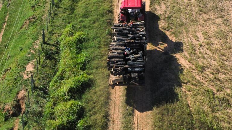 Los camiones con troncos de madera operan casi toda la semana. 