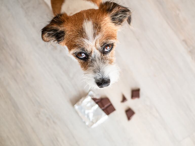 Perro después de comer chocolate, altamente tóxico para mascotas.