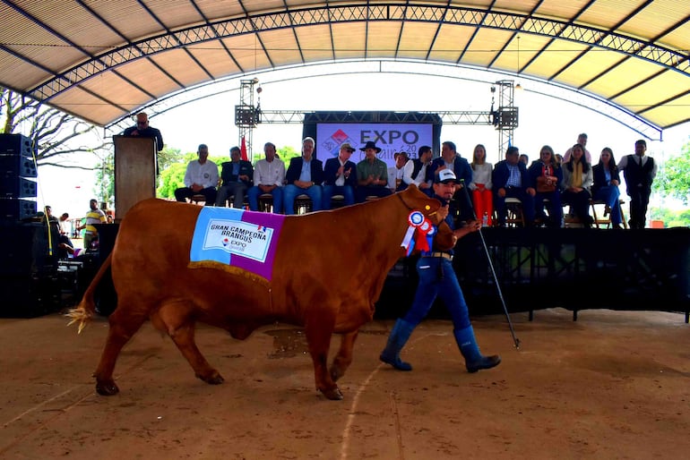 La gran campeona de la raza brangus desfila ante autoridades, directivos de la ARP e invitados especiales.