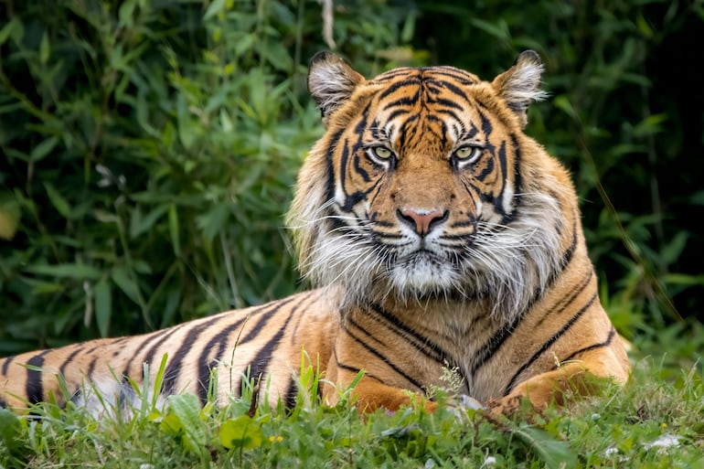 Estas son las diez especies más amenazadas en el mundo, ¿hay alguna sudamericana?