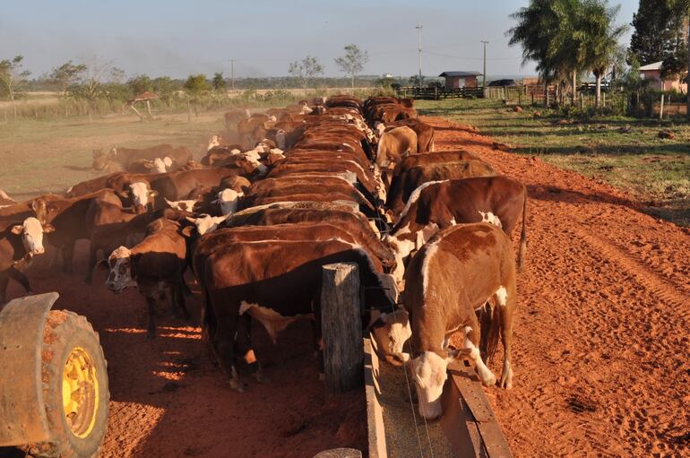 El Sistema de Identificación Animal del Paraguay (SIAP) comenzará en el primer periodo de vacunación contra la fiebre aftosa del 2025. Archivo