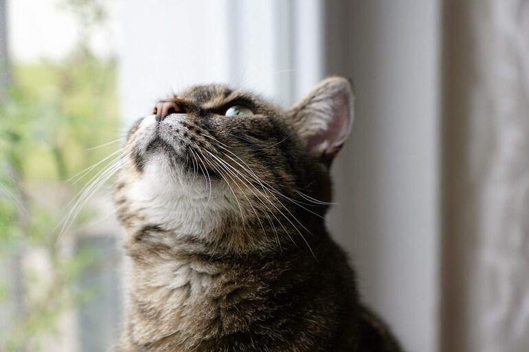 Hay diferentes causas comunes del estrés en los gatos. Como cuando incluyen nuevas mascotas, nuevos bebés, remodelaciones, construcciones, tormentas o cambios generales en su rutina.