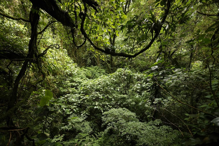 Un bosque en la zona de Poás al noroeste de San José (Costa Rica).