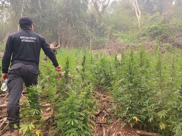 Cultivos de marihuana detectados en la zona conocida como Callejón Brasil, ubicada en la localidad de Zanja Pytã, departamento de Amambay.