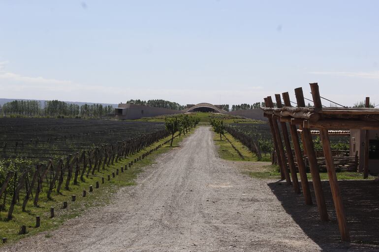 En Alpamanta se puede apreciar el colchón verde de los viñedos que se constituye en una práctica sustentable para la humedad del suelo.