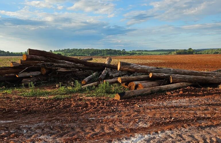 Los rollos de madera que quedaron en la zona deforestada fueron identificados como de pinos.