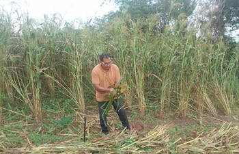 El productor Marciano Peralta muestra la forma de corte de las plantas de la escoba  que produce con su familia