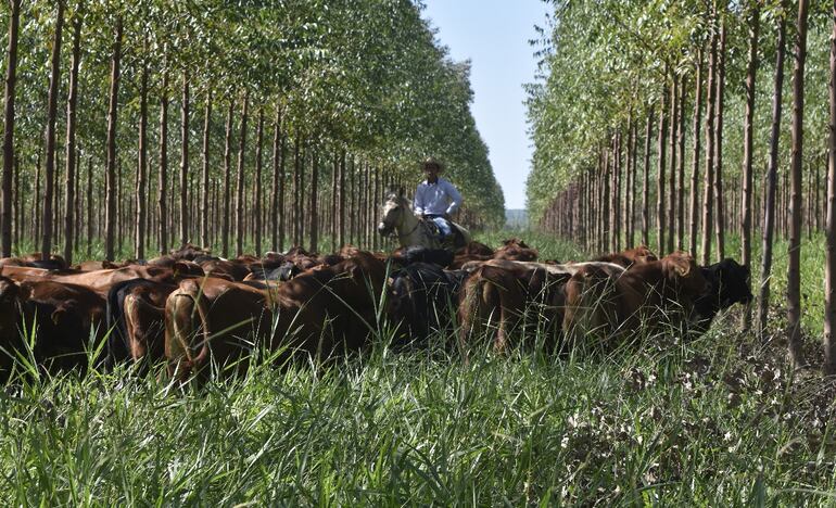 Muchos productores paraguayos están adoptando el sistema de producción ganadera silvopastoril.