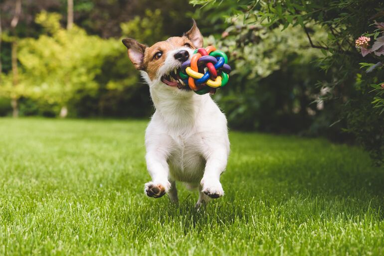 Es bueno llevar el juguete favorito del perro, para permitirle estar más activo durante el paseo.