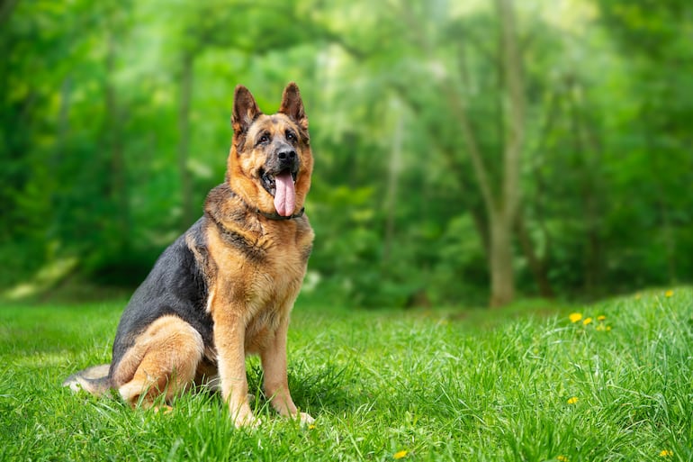 Los perros de la raza Pastor Alemán destacan por su inteligencia, lealtad y habilidad para el trabajo.