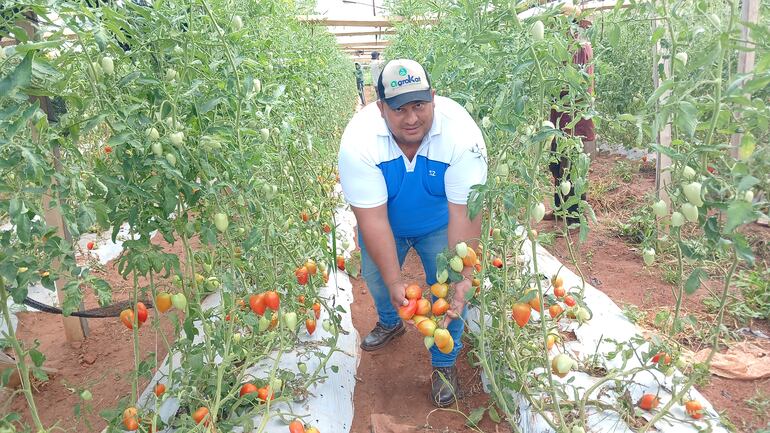 El tomatero, Silvio Riveros, mostrando tomates de primera calidad producidas en su finca.