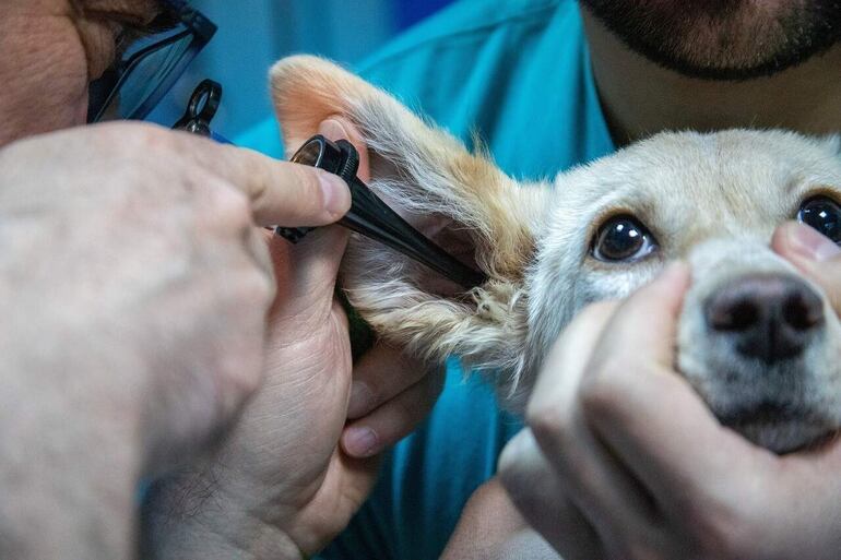 La otitis, es una inflamación del canal auditivo muy frecuente en perros y no muy común en gatos.