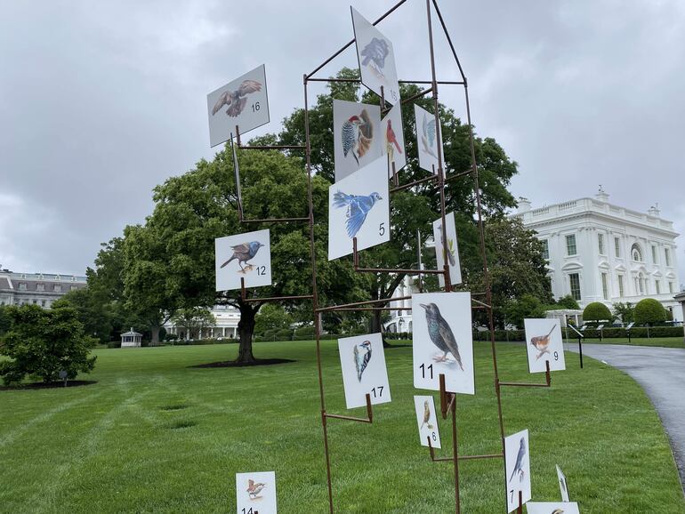 Fotografía que muestra un jardín de la Casa Blanca junto con un panel metálico con imágenes de diferentes tipos de aves, este viernes en Washington (Estados Unidos). 