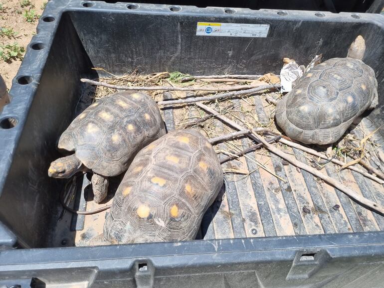 Tortugas de patas rojas en el Refugio Urutaú. Chaco.